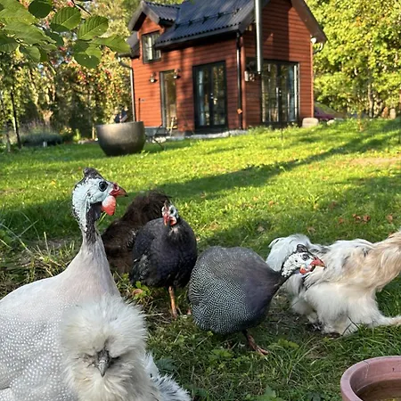 Tiny In Nature With Finnish Sauna ロッジ *